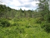 Wetland along trail between Witchhopple Lake and Salmon Lake